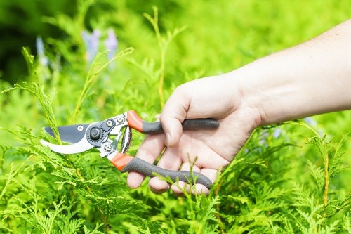 Careful hedge trimming service in Kilburn for a tidy outdoor space