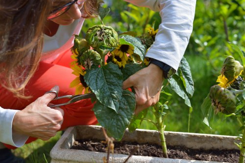 Seasonal gardening services in Kilburn for lawn and border care